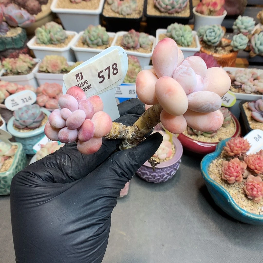 578 奶酪石化多肉