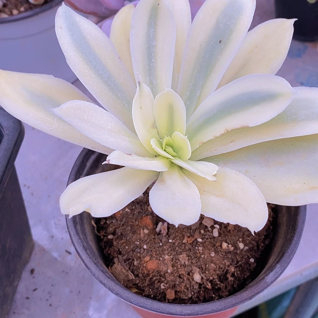 多肉植物非常福利月亮河锦