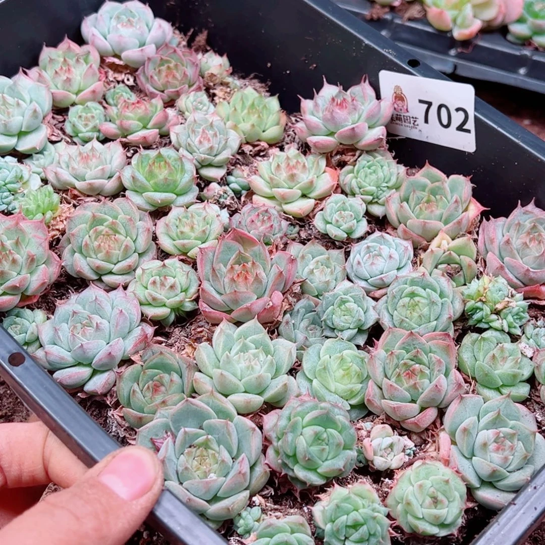 q***r多肉植物多肉植物