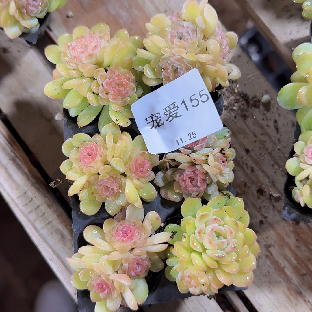 直播福利一物一拍155