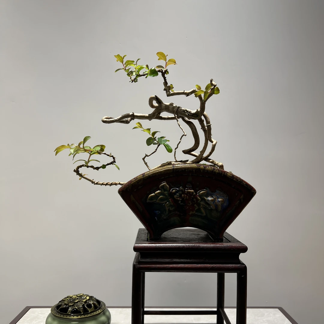 紫薇 - 怪桩根艺精品盆景