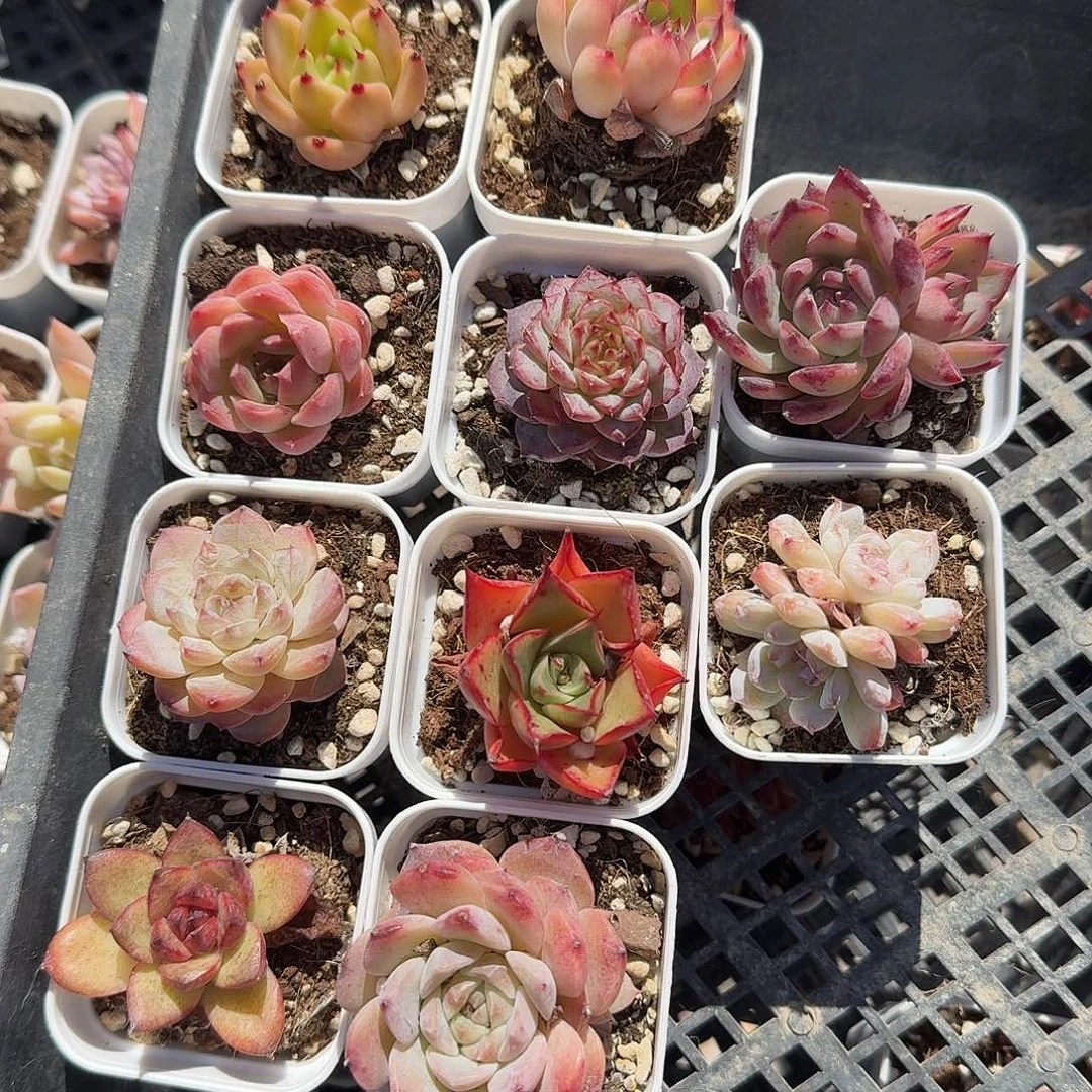 十棵小精品多肉植物