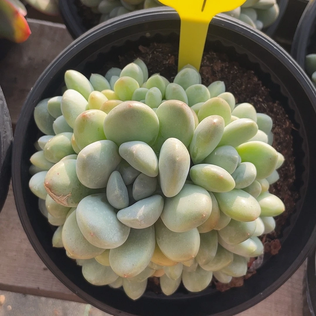 香玉群生多肉植物509