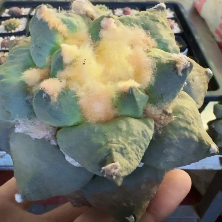 无花朵11公分勾尤怒涛738