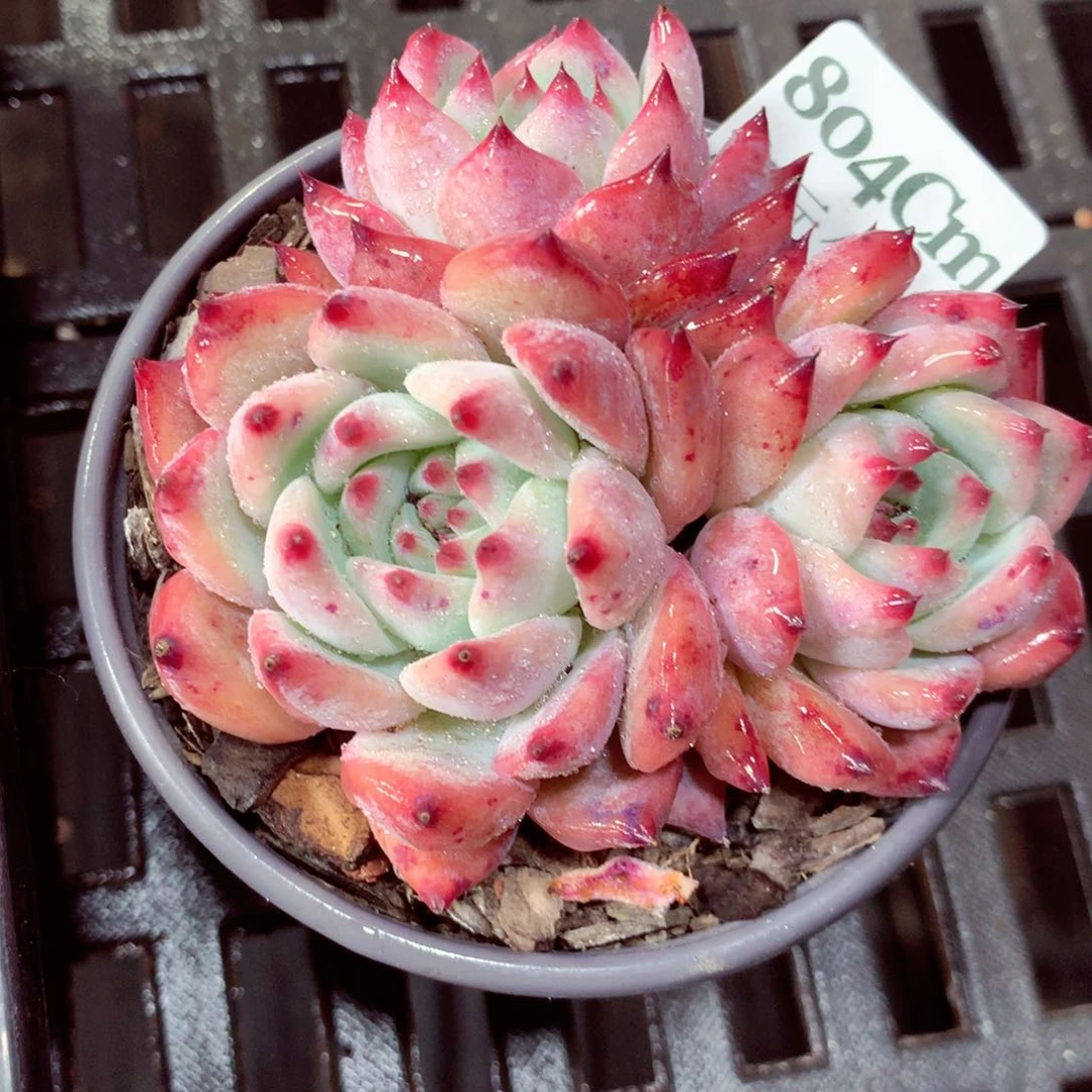 5厘米盆精控多肉804