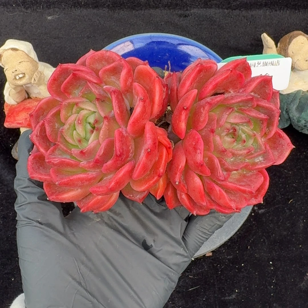 从前慢多肉精选编号1029.18