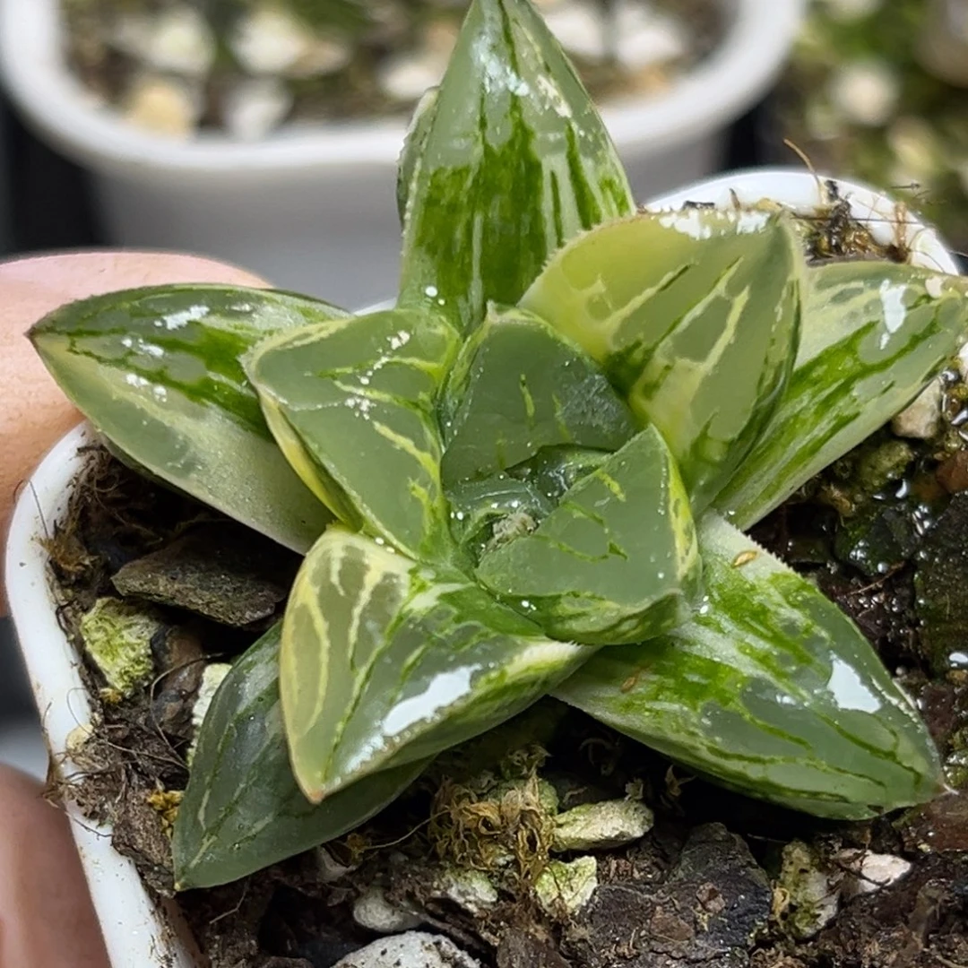 十二卷多肉植物1233莫迪卡