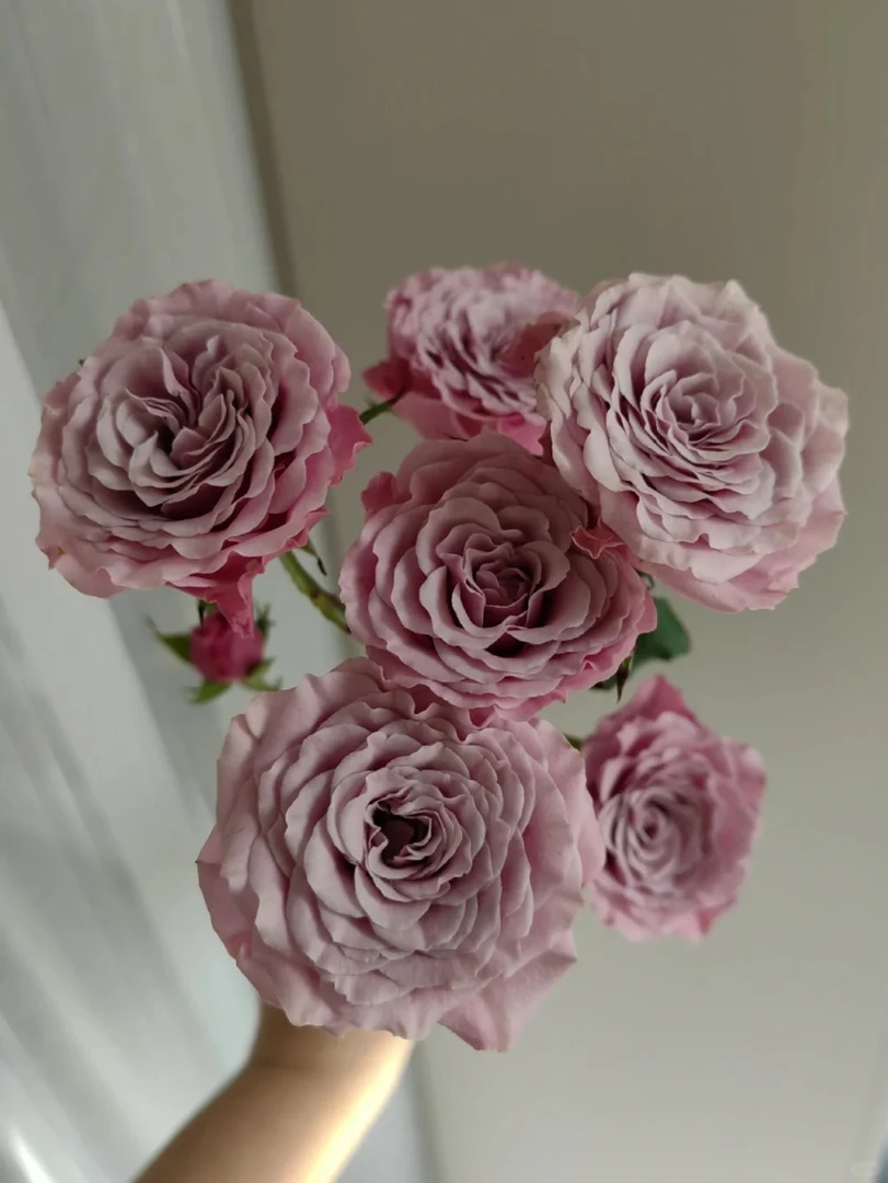 【源头优选】莱拉多头玫瑰-任意2单鲜花包邮 发货后不支持退款