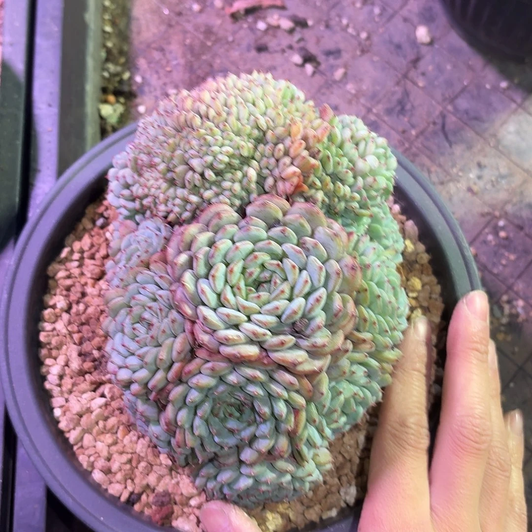 白胖子9999999999999