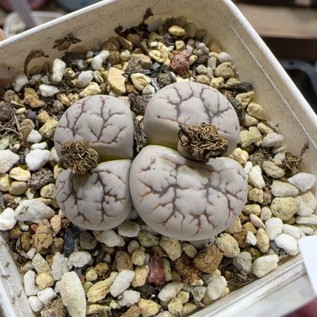 12.11。脱土发。云映。  2003