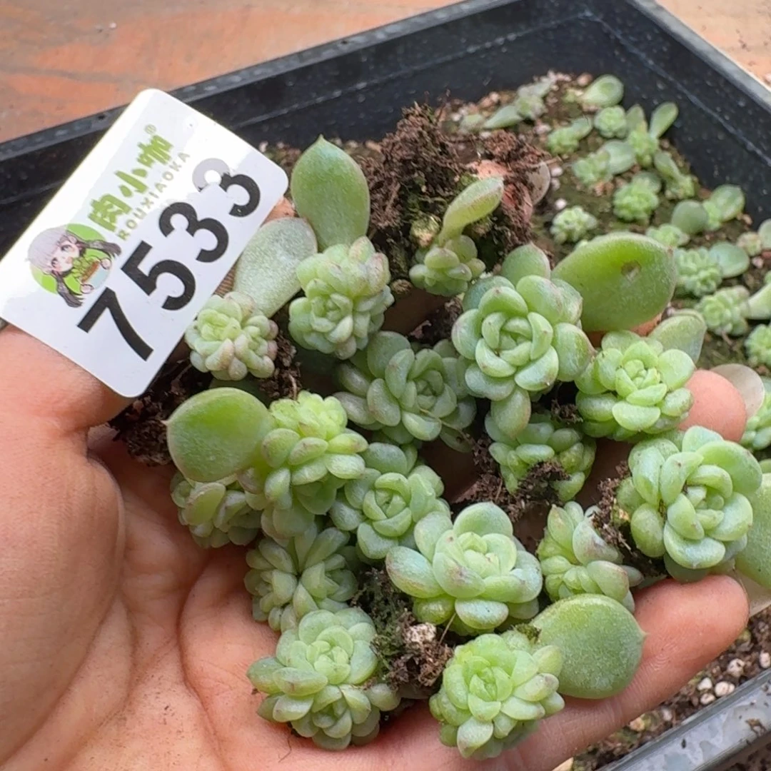 x***y多肉植物多肉植物