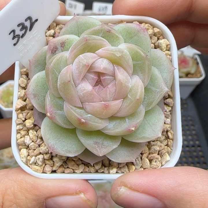 332号晗雨多肉植物