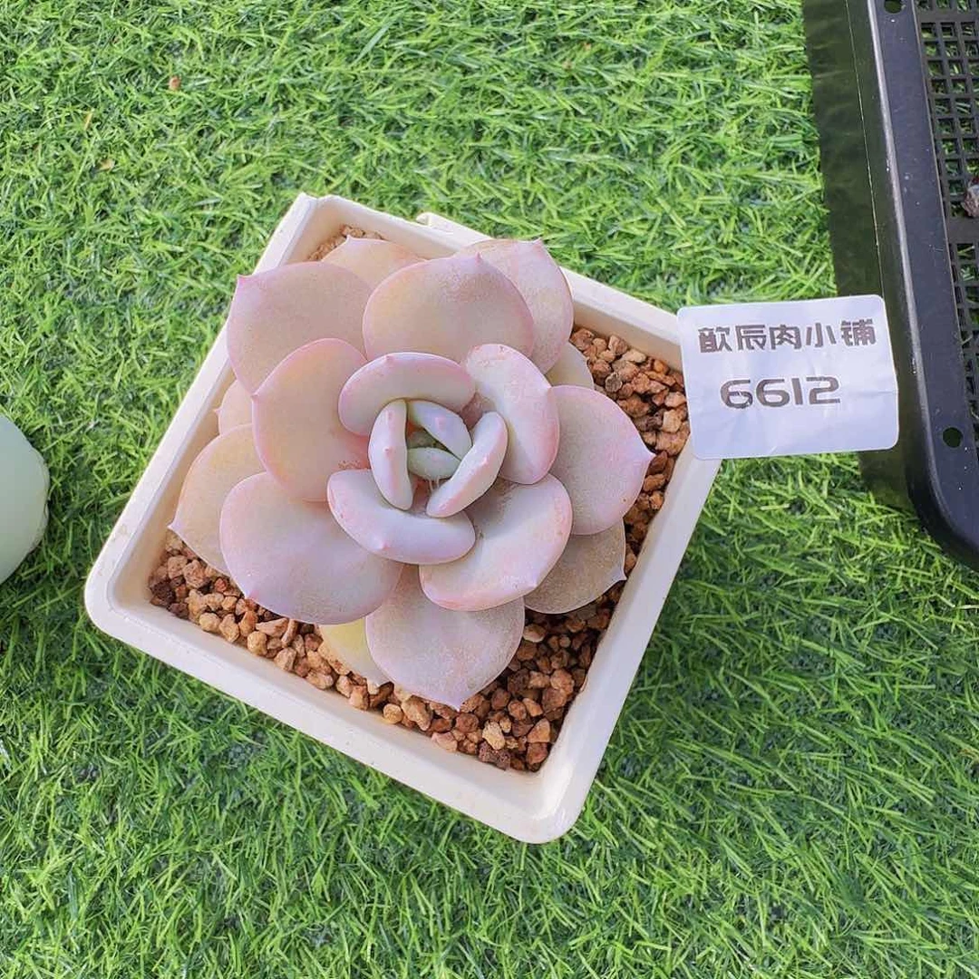 多肉植物奶茶单头6612