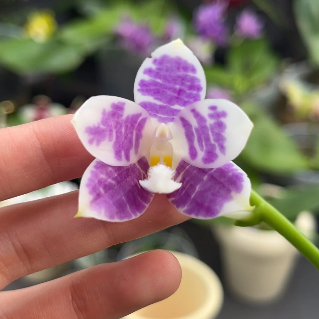 完全开放2.5寸yc66开花株