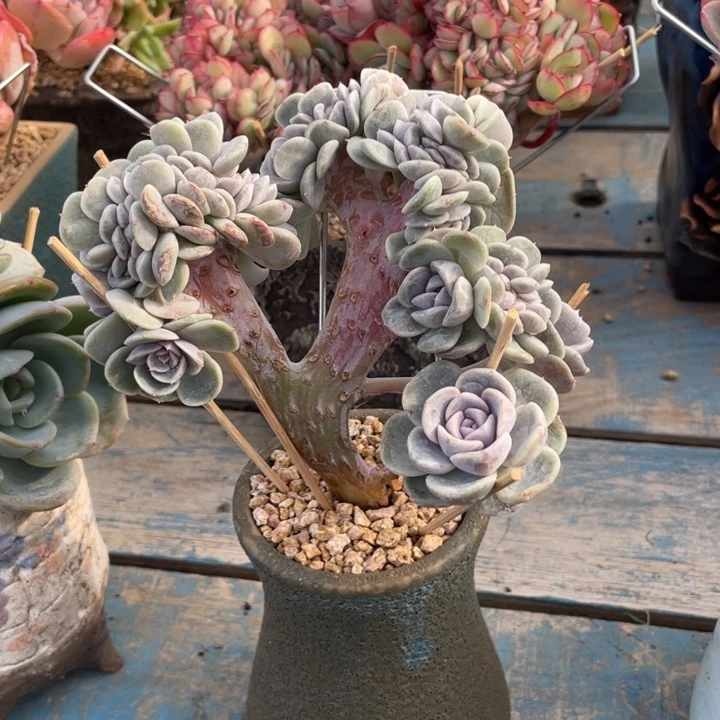 【闪购商品】汉堡缀