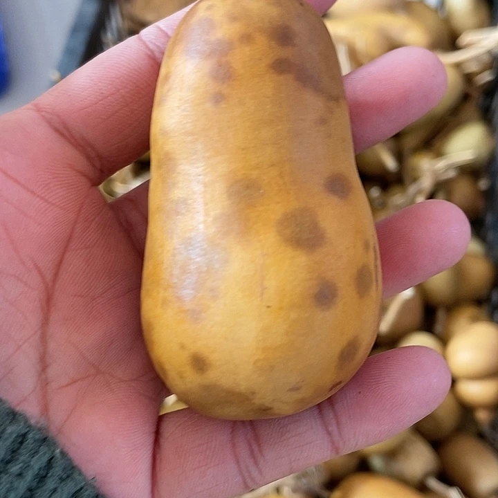 苏****化对方就看看风古古怪怪别扭呢