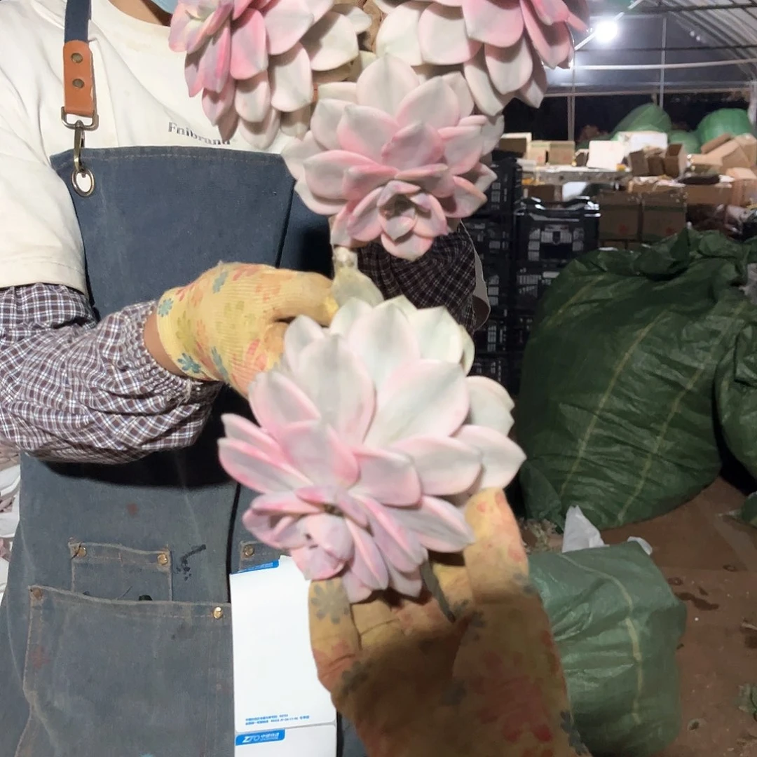 覃*枝多肉植物紫乐景31