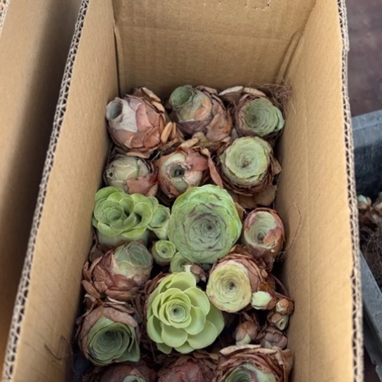 三碗004 多品种一盒小盒