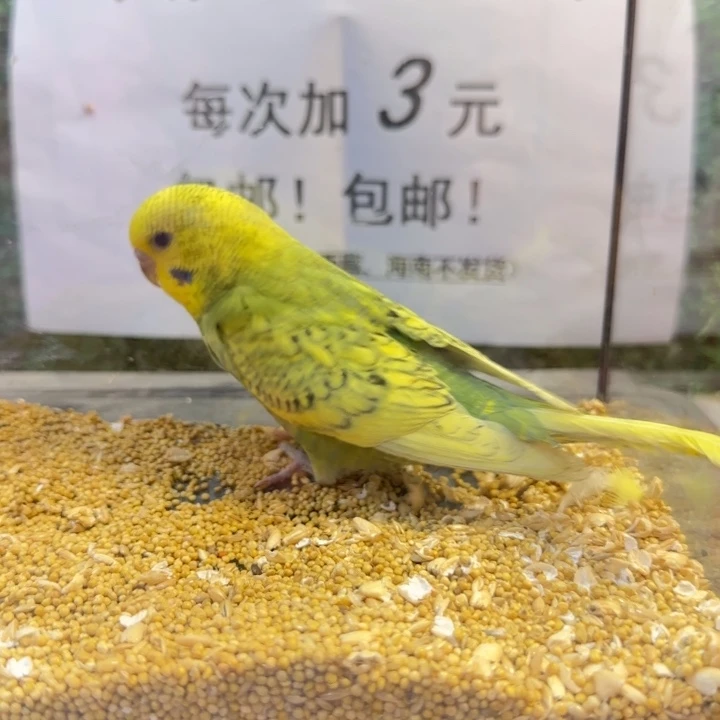 虎皮鹦鹉大头虎皮鹦鹉