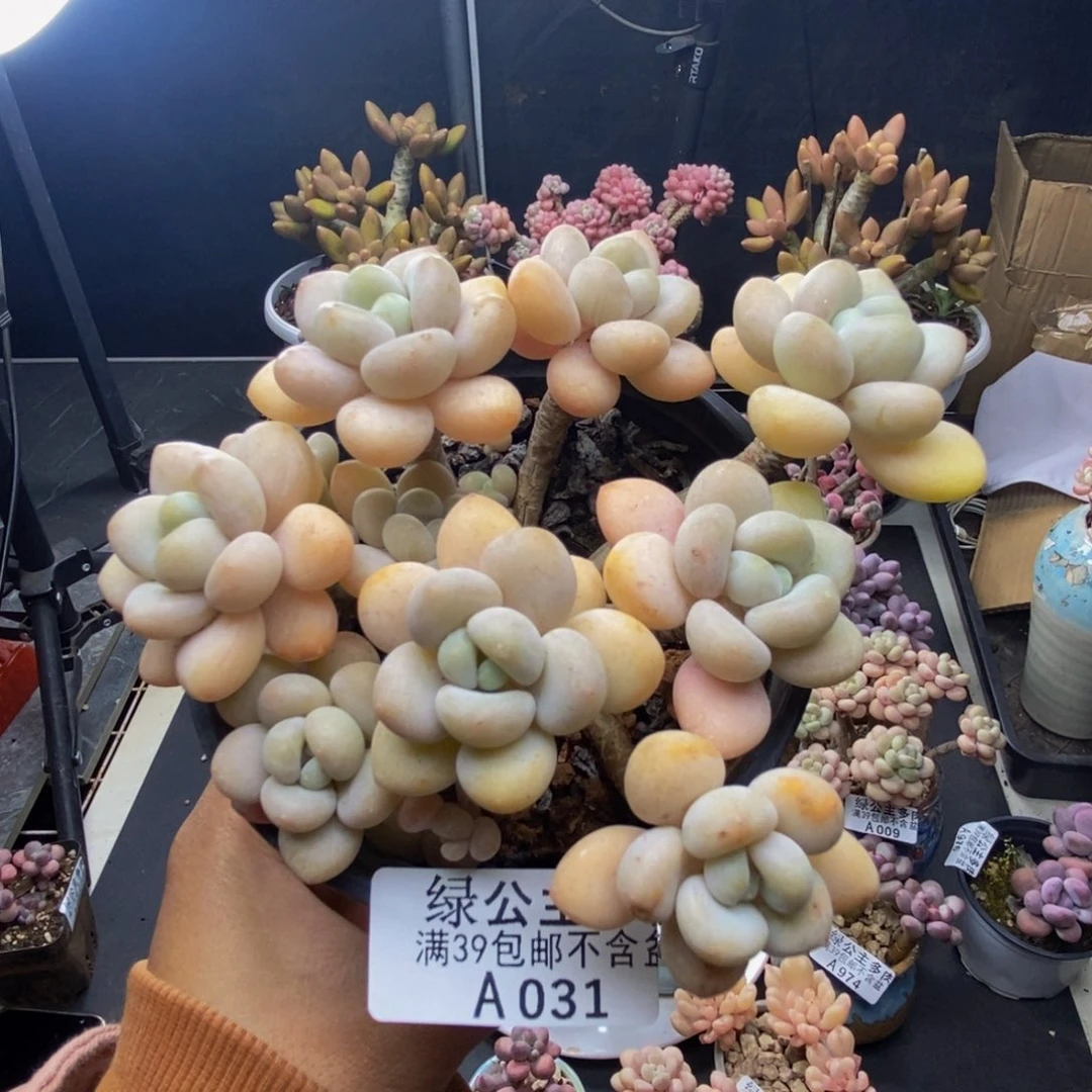 031白奶糖多肉9c m