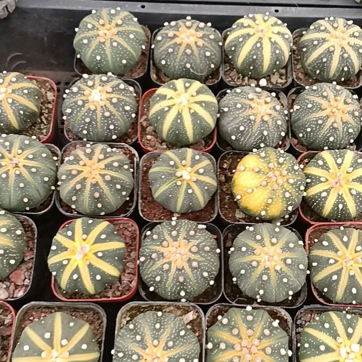 首衡花卉博览园专拍