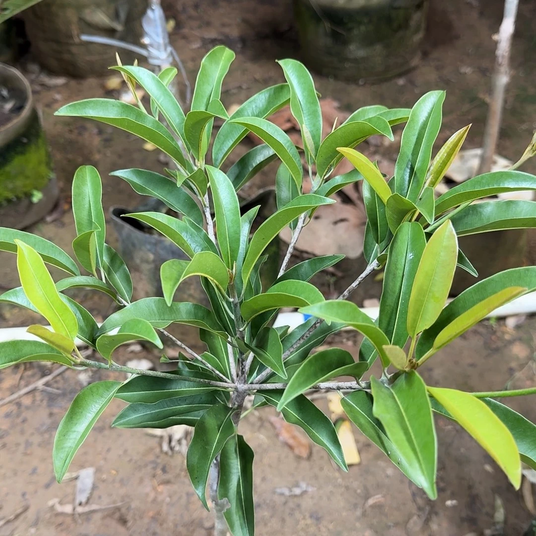 用***6当前无花栽培后可以开花墨西哥