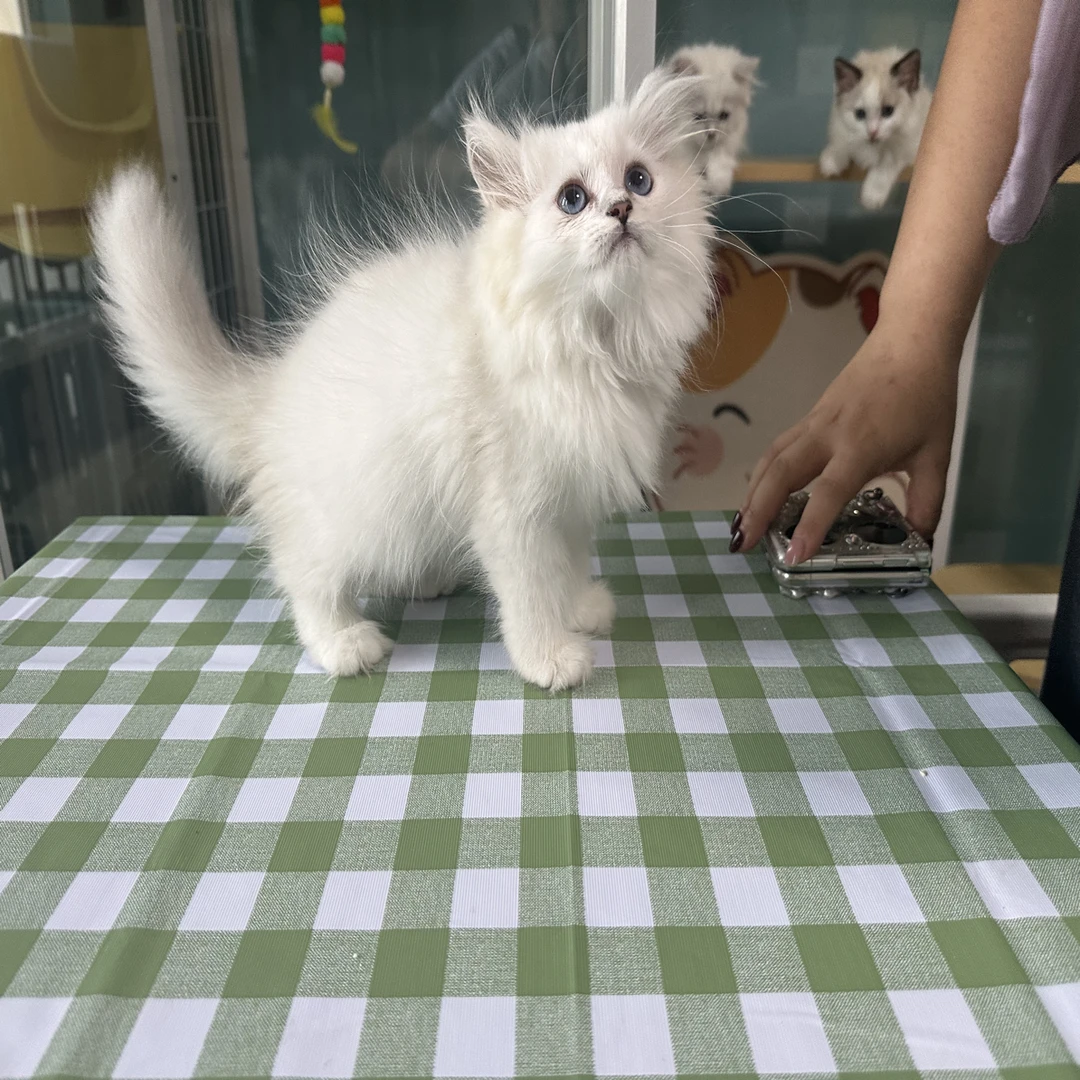 三个月两只疫苗银点小弟弟合肥市区特价猫咪直播间