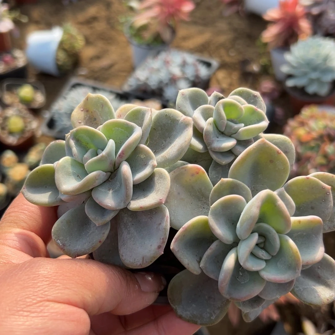 多肉植物多肉植物