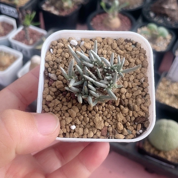 发***薯815韧锦块根植物，