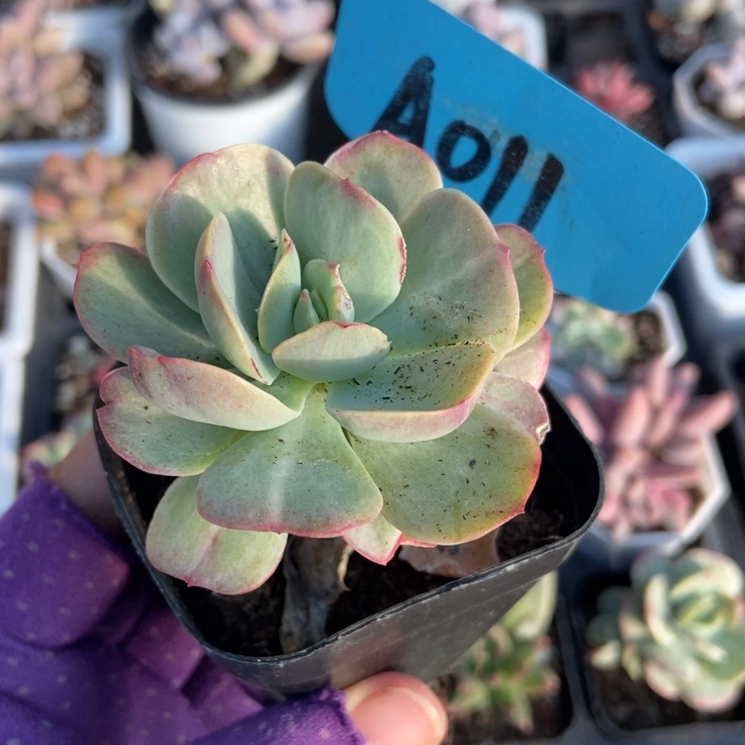 011碧桃多肉植物多肉