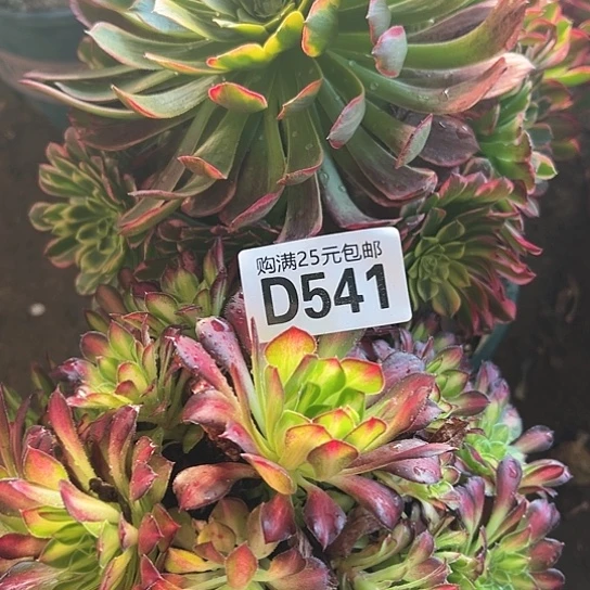 蒲**飞多肉植物两个