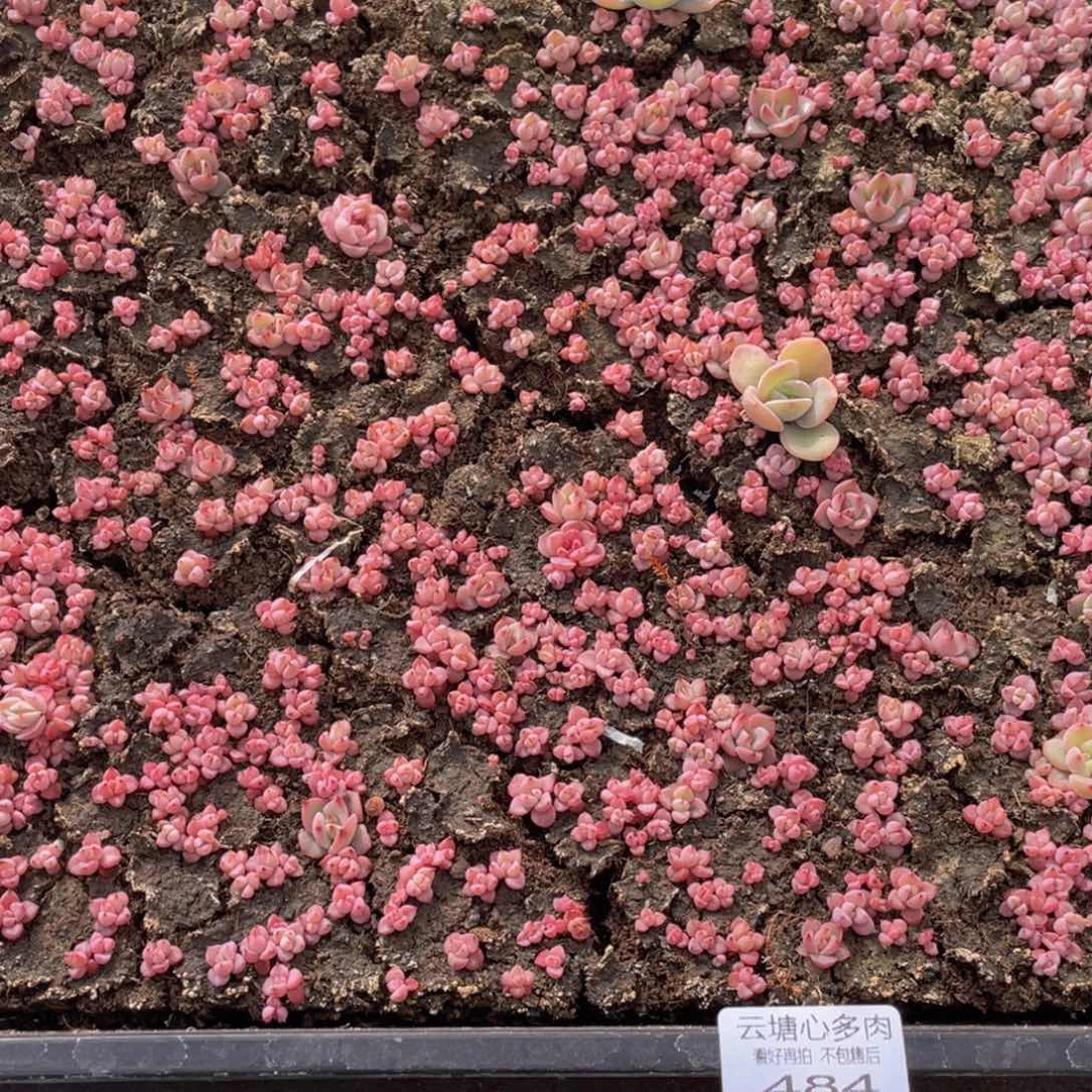 折***衣云糖心多肉植物484