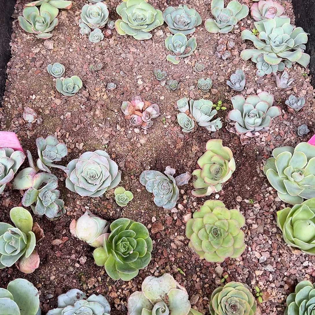 糖糖109 框拍补差