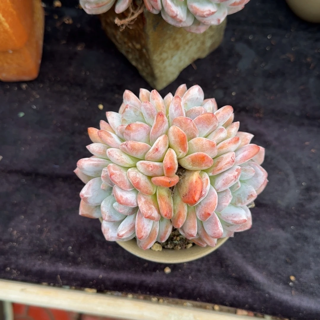 桔***柚精美四头，专拍链接。。