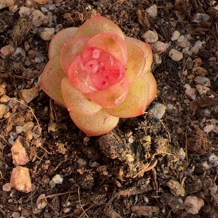 开播福利，一物一拍精品糖心，尺寸不大介意勿拍