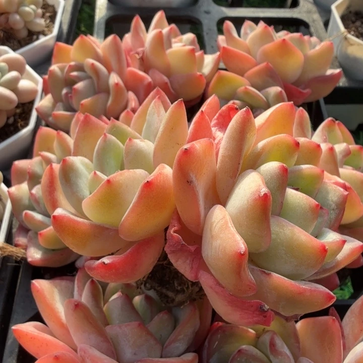 奶油泡芙。