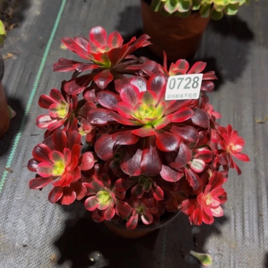 小***瑜美杜莎0728888888888