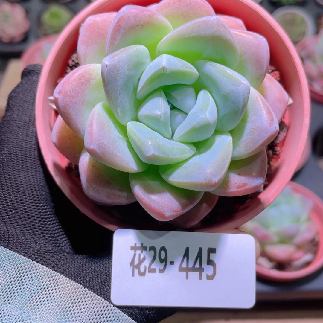花利美29-445冰玉