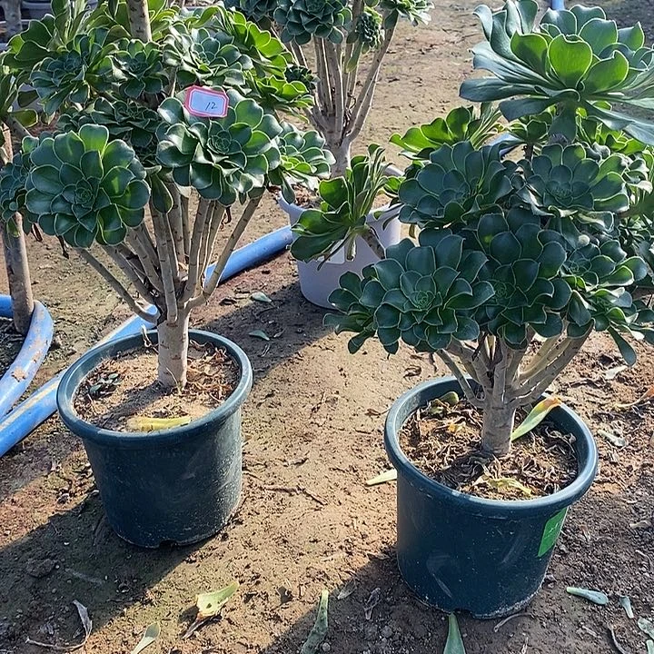 12，2颗多肉法师多肉法师