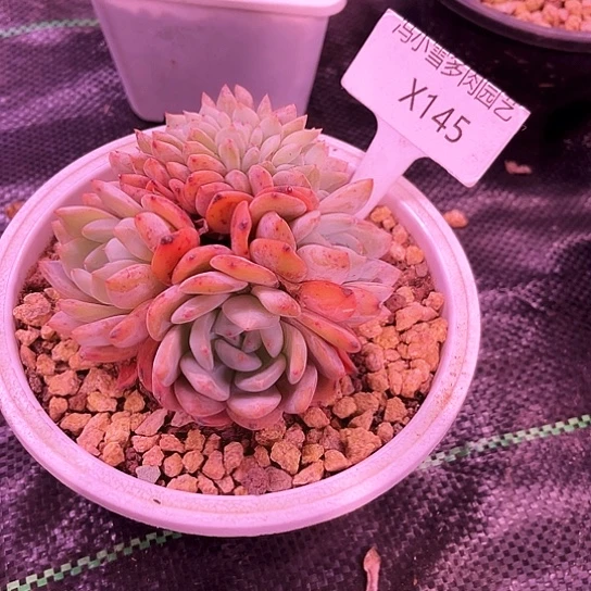 我是第一百个为妖刀应援滴