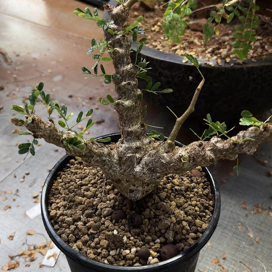 a***t沙漠苏木带盆土