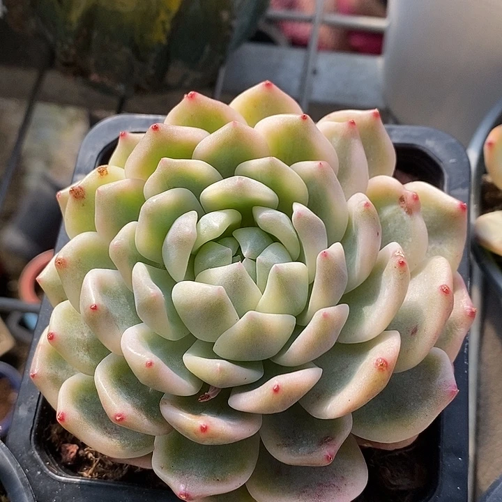 霜花锦腹轮大多肉植物