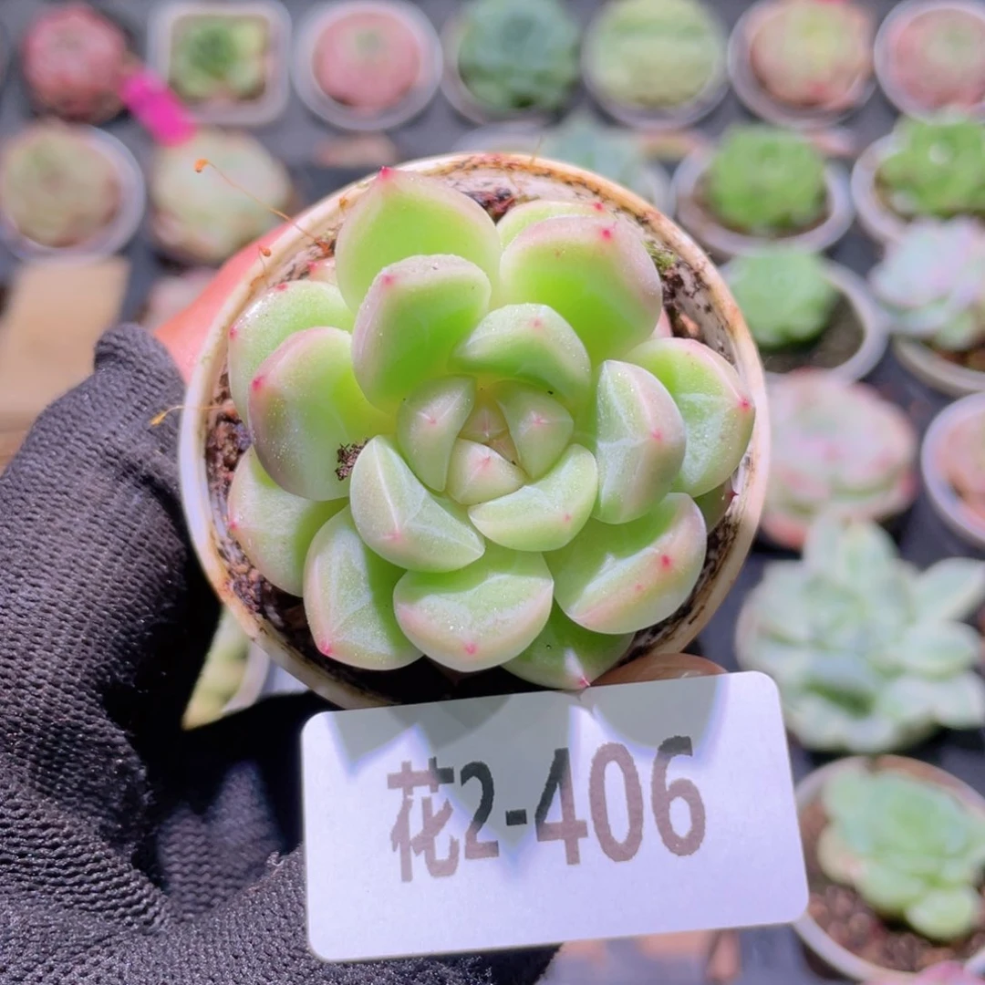 Y**鱼花利美2-406新品