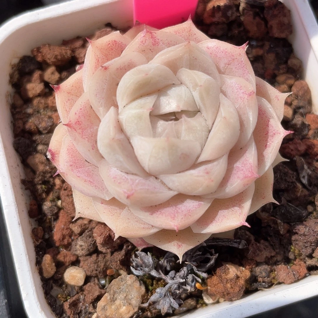 杪*优选女王精品458