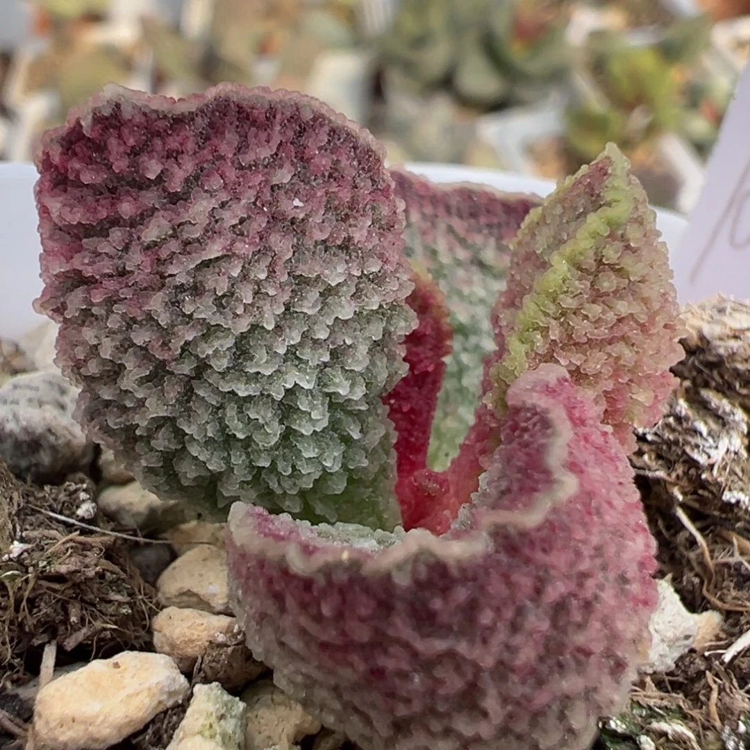实生新品多肉植物水泡
