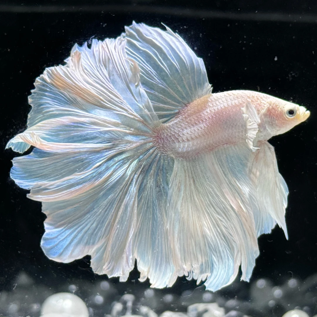 泰国斗鱼小型热带观赏鱼耐活好养（对应编号）