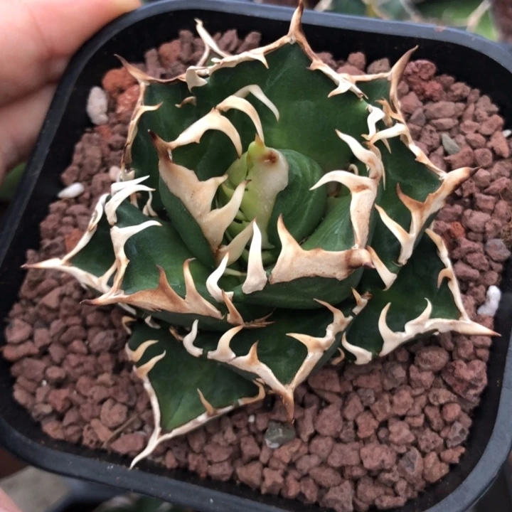 超级红猫仁王冠龙舌兰