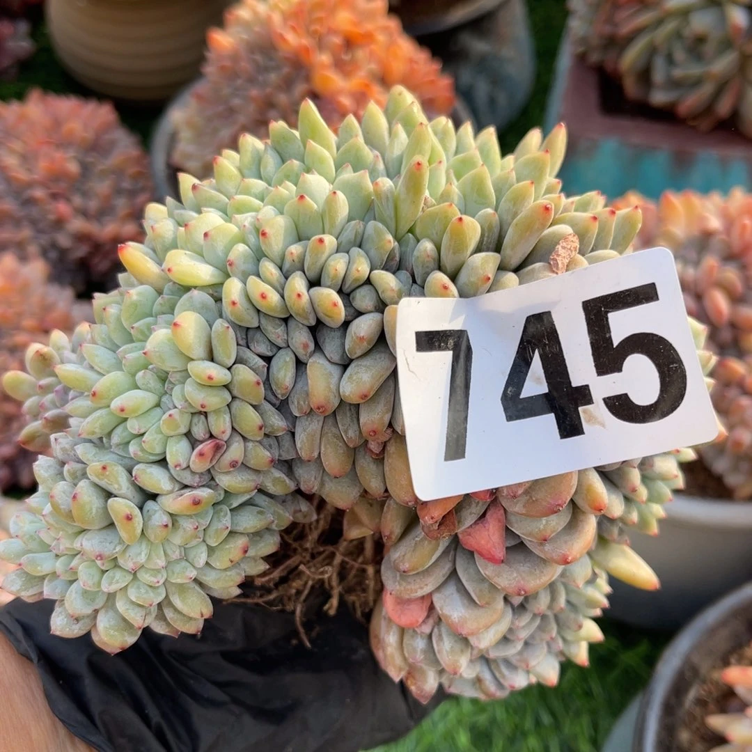 燕****745号11444444455555555