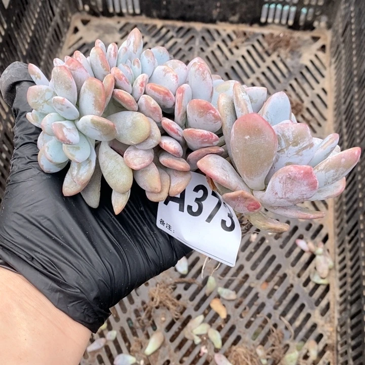 373粉兔缀哇哇哇哇哇哇