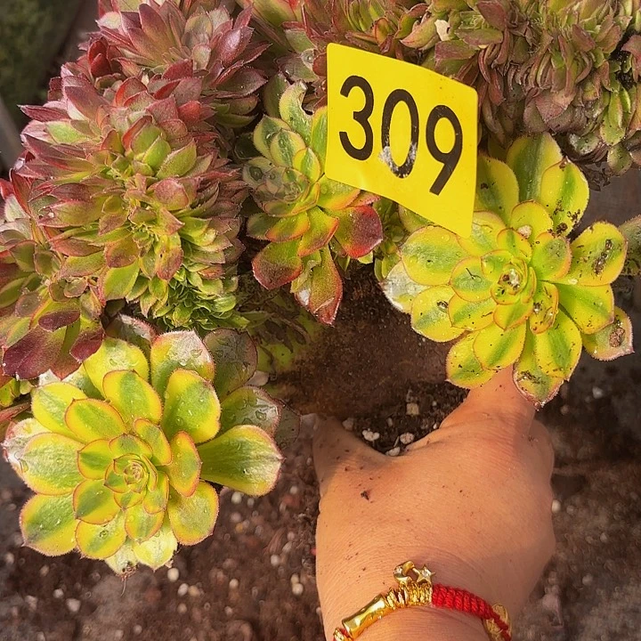 多肉植物缀化福利309